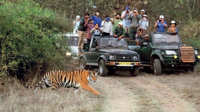 India Prohibits Tiger Tourism as a Protective Measure