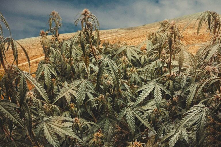 Growing Marijuana In Extreme Climates