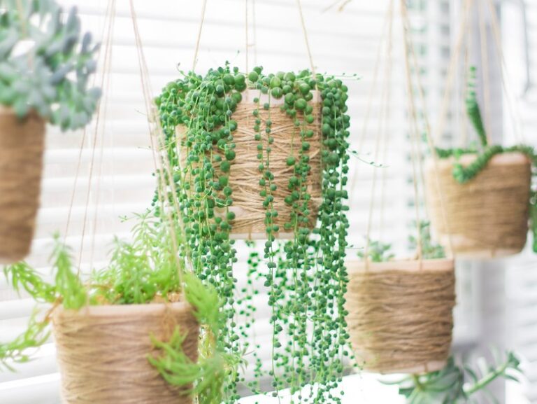 How to Keep Succulents Alive: 8 Steps You Need to Know