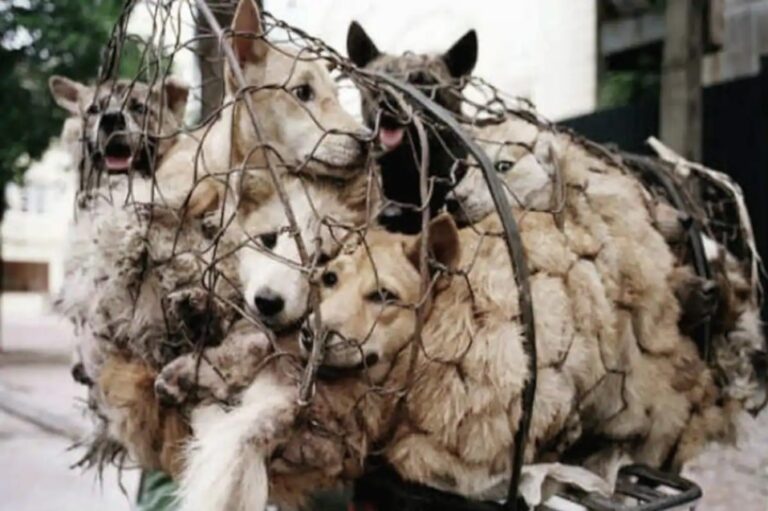 The Brutal Yulin Dog Meat Festival