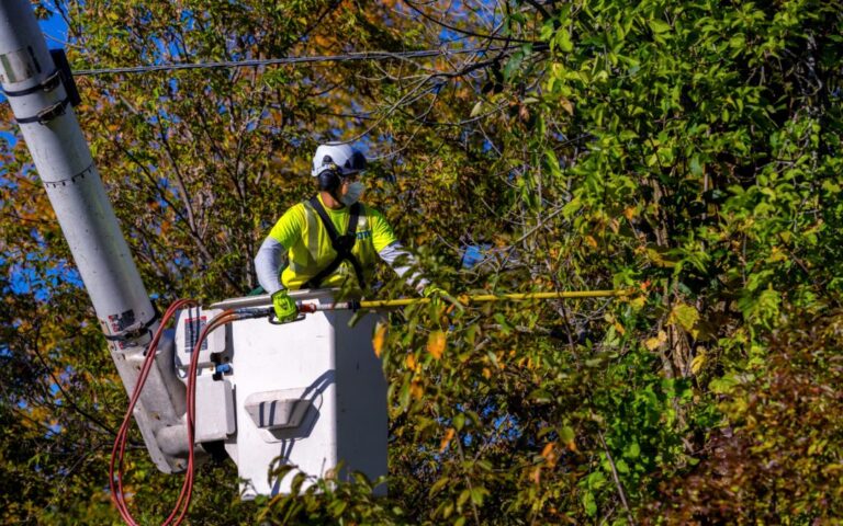 Why Is Choosing The Right Tree Service on the Gulf Coast Important?