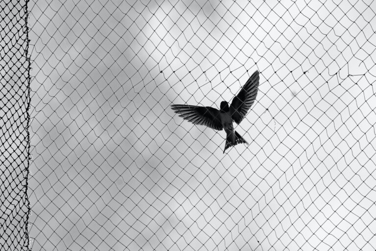 Bye Bye Birdie