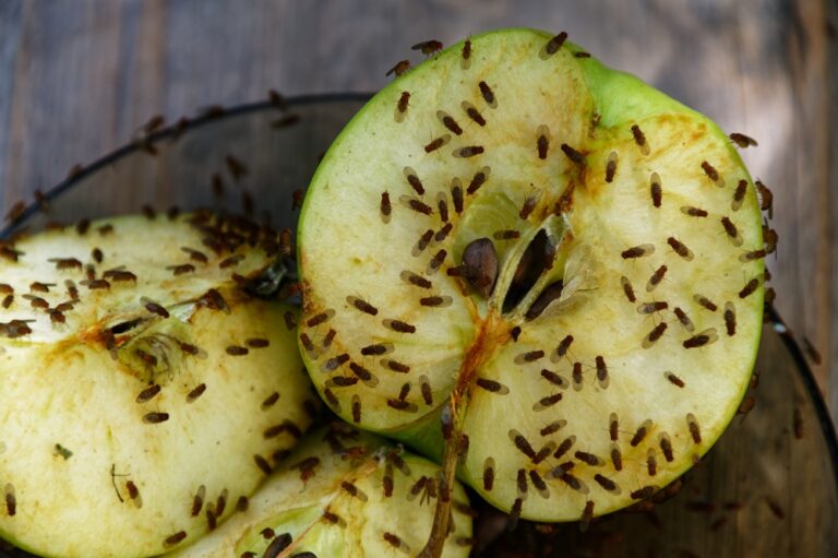 How to Get Rid of Flies in Compost