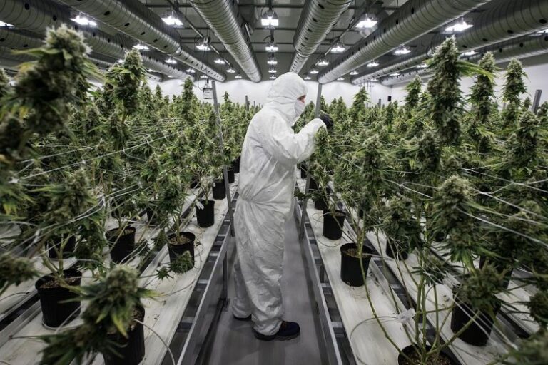 Why Is Cannabis Use On A Rise In Canada?