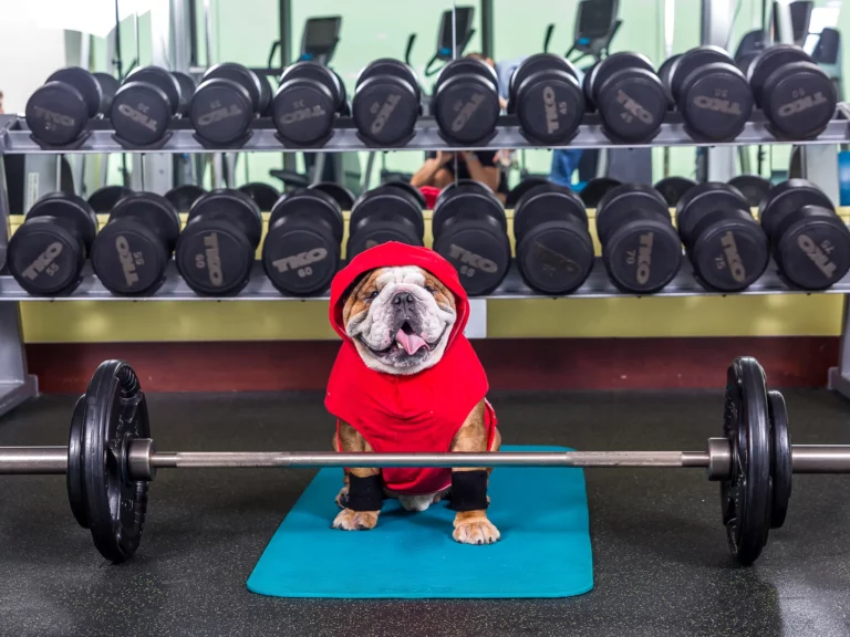 How to Help Your Dog Lose Weight
