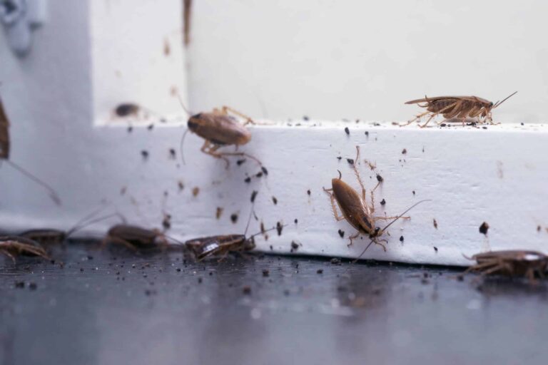 11 Common Household Bugs