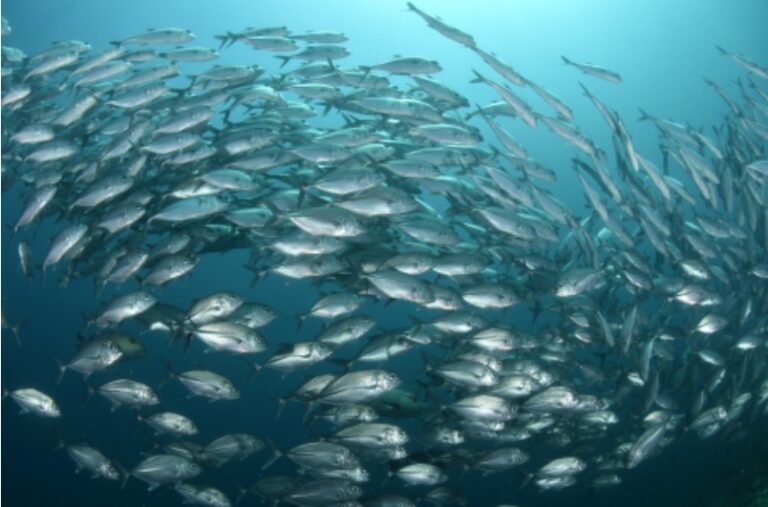 Tulamben Diving