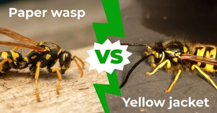 What is the Difference Between a Wasp and Yellowjacket and How To Kill Them Safely