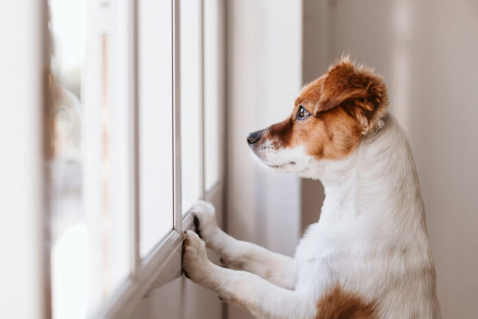9 Things To Consider If Your Dog Is Suffering from Anxiety
