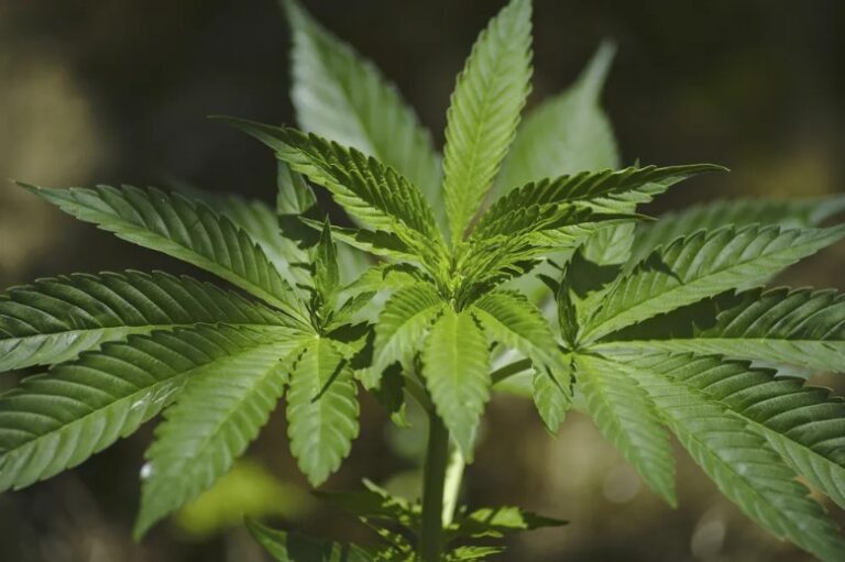 What Are Cannabinoids & How Do They Work?