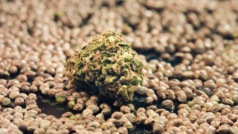 Top Benefits of Growing With Feminized Cannabis Seeds