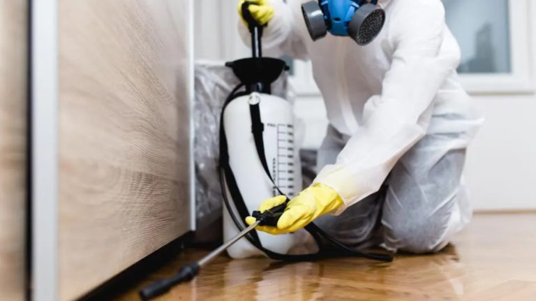Identifying and Eliminating a Termite Infestation with the Right Pest Control Team