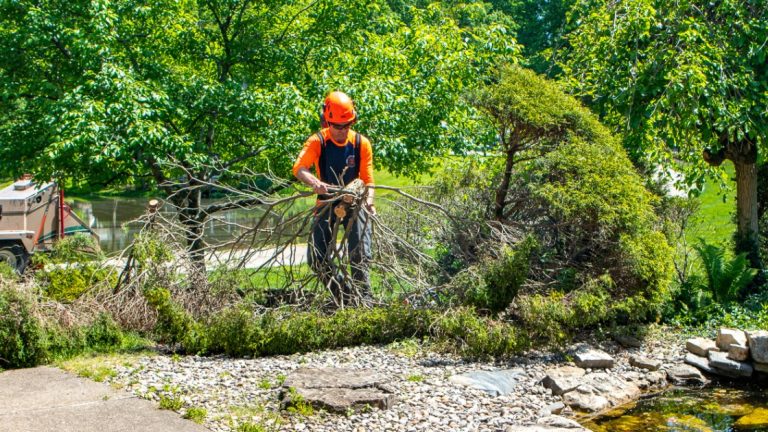 The Role of Tree Surgery in Preventing Storm Damage
